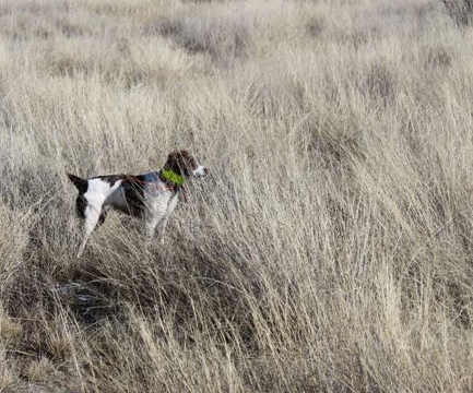 Libby, Brittany puppy from Ajax Brittany kennels