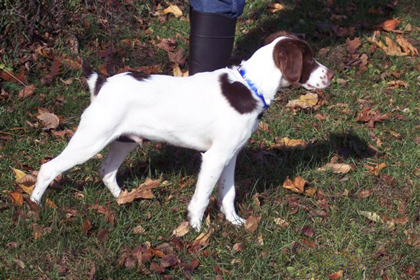A.I. Guy 15 week old brittany puppy