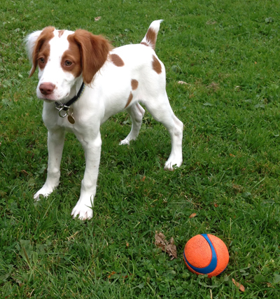 Ajax Arctic Blast brittany puppy
