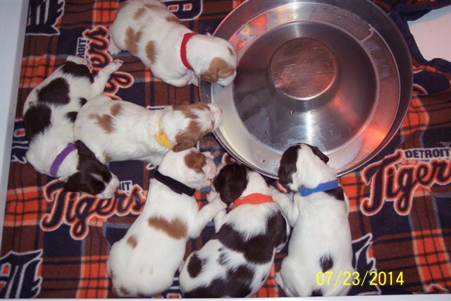 Darcy with Brittany puppies