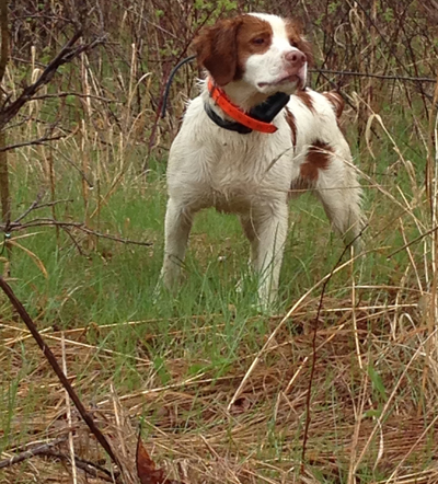 Ajax Brittanys Boomer with head turned