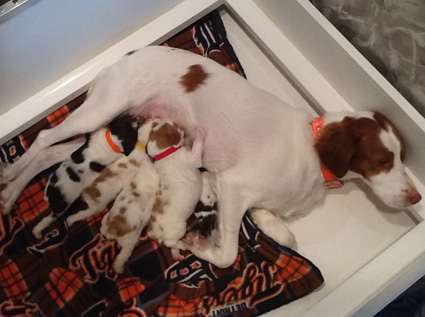 Frosty with her puppies