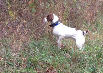 Guy on point with high tailset