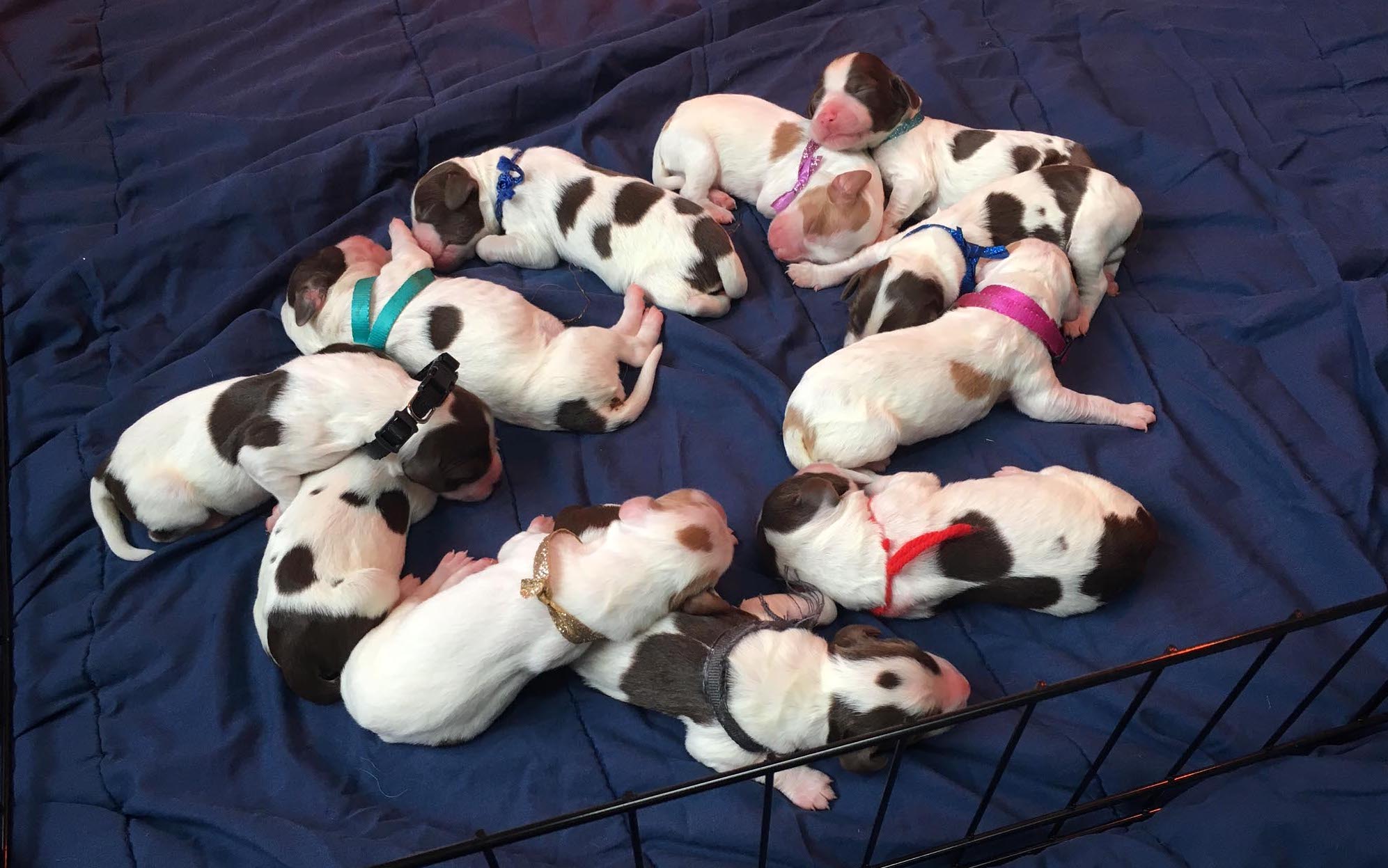 Guy's Brittany pups June 2019