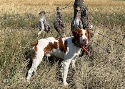 Jimbo with birds