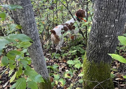 Jimbo in the woods