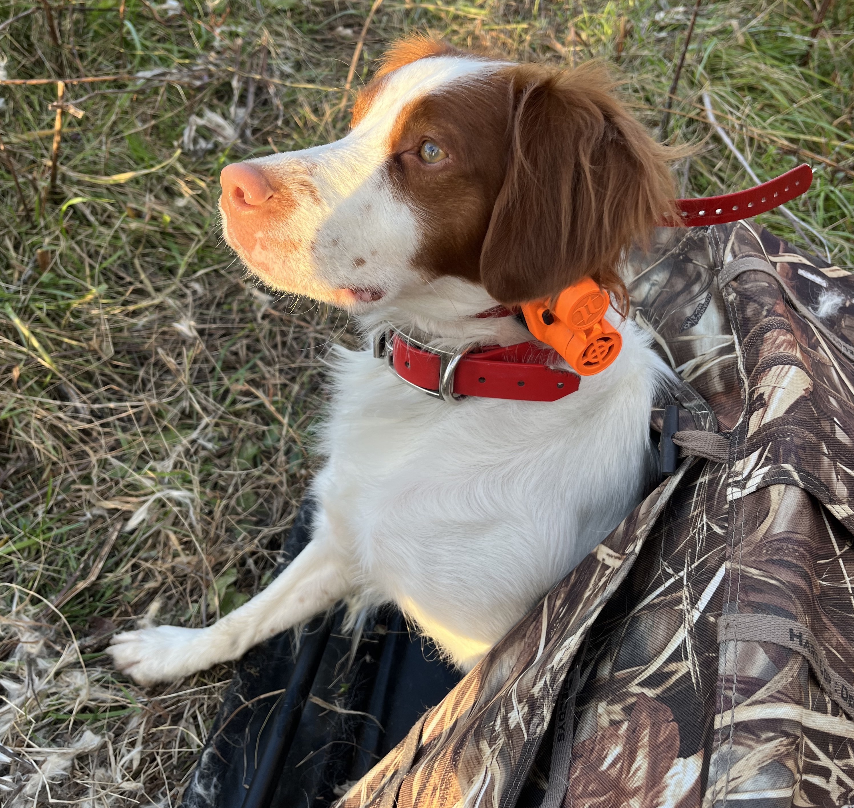 Lucky in the duckblind