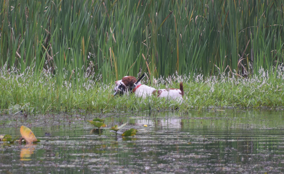 Lucky, retrieving a duck