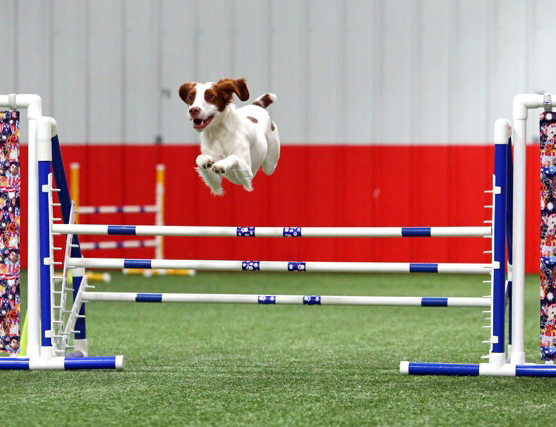 Ajax Arctic Blast, Brittany puppy